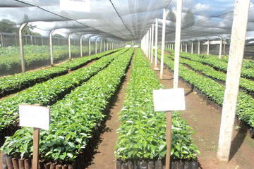 3-Day Local Tea and Coffee Farming Experience in Kenya
