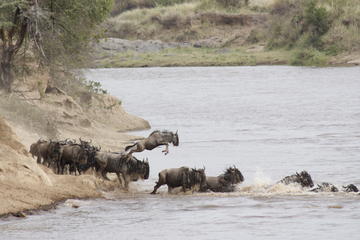 3-Day Masai Mara Safari in a Luxury Tented Camp