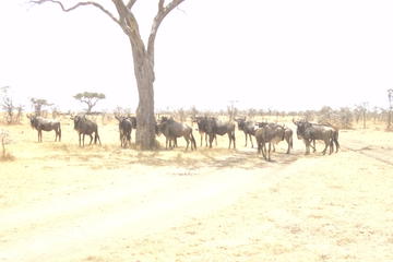 3-Day Safari Trip to Masai Mara National Reserve from Nairobi