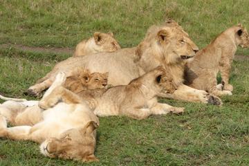 Africa Safari for Group of 4 in Kenya -  Budget Masai Mara National Reserve  in 3 days
