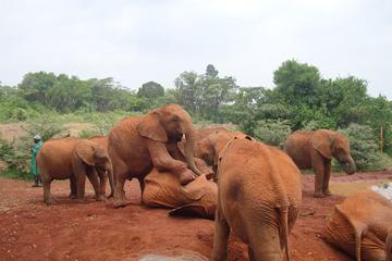 Elephants Orphanage Tour From Nairobi with Optional Giraffe Centre
