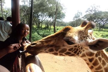 Giraffe Center and Elephant Orphanage Tour from Nairobi