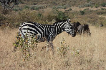 Kenya Safari Package to Amboseli National Park for 2 days