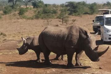 Nairobi National Park  Tour