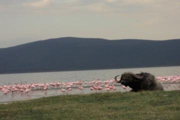 Nairobi Tour to the Lake Nakuru National Park