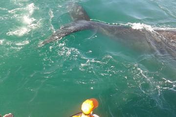 Whale Watching from Hermanus