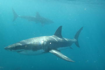 Half-Day White Shark Cage Diving from Gansbaai