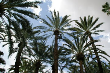 Alicante and Elche Highlights Day Tour from Benidorm
