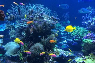 Falmouth Shore Excursion: Private Snorkel Tour