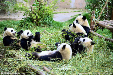 Full-Day Volunteer Experience at Dujiangyan Panda Base