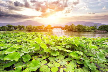 Private Tour Hangzhou West Lake and Tea Fields Discovery