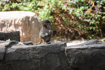 One Day Private Tour of Monkey Island and Nantian Hot Spring