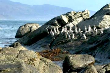 Full-Day Penguin Island Stand-Up Paddleboard Tour from Santiago