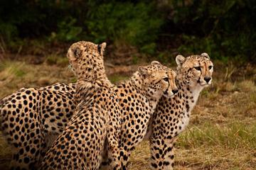 Ann Van Dyk Cheetah Centre Half-Day Tour from Johannesburg