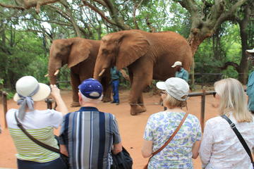 Elephant Sanctuary Tour From Johannesburg