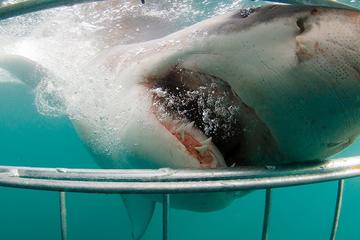 Full Day Shark Cage Diving Tour