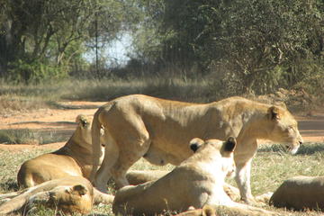 Half-Day Lion Park Safari from Johannesburg