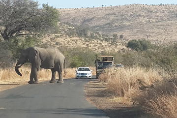 Pilanesberg National Park Safari from Johannesburg