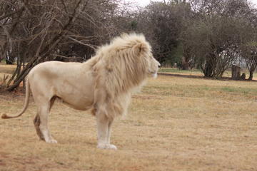 Rhino and Lion Safaris
