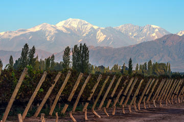 Private Wine Tour of Uco Valley from Mendoza