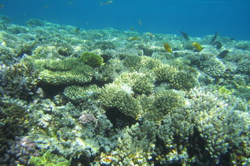 Scuba Diving from the Shore in Sharm el Sheikh