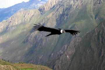 Condor Canyon Cusco