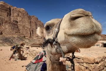 Sightseeing Tour to Petra from Amman