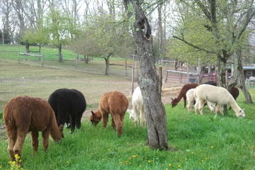 Day Trip Alpaca Farm Tour at Apple Hill Farm near Banner Elk, North Carolina 