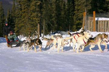 1-Hour Winter Dog Mushing and Sledding in Fairbanks