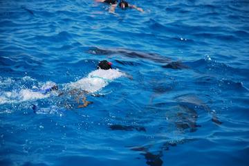 Makadi Bay: Snorkeling at the Dolphin's House