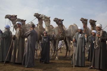Cairo Unusual Day Tour Visit Camel Market in Birqash