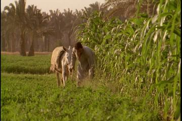 Half-Day Trip to Egyptian Green Farm from Cairo with Breakfast
