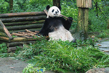 Giant Panda and Leshan Buddha Day Trip from Chengdu