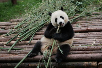 Half-Day Tour at Chengdu Panda Breeding Research Base