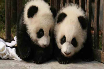 Join in Chengdu Pand Base and Leshan Giant Buddha Day Tour