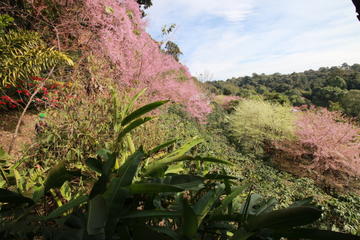 Chiang Mai Doi Suthep and Hmong Hill Village Half-Day Small-Group Tour