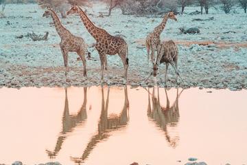 11-Day Overland Cape Desert Safari Tour from Cape Town
