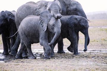 13-Day Overland Kenya and Tanzania Adventure Tour from Nairobi