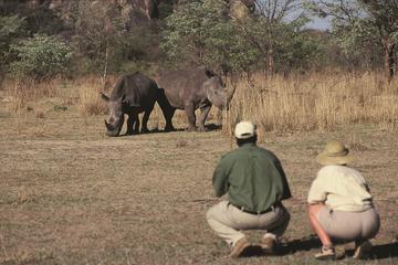 14-Day Small Group South Africa Safari from Johannesburg