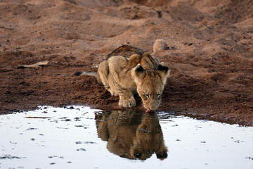 7-Day Small Group Kruger and Victoria Falls Safari from Johannesburg