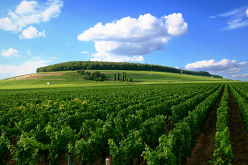 Full-Day Private Guided Tour of Champagne wih Hotel Pickup