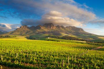 Cape Winelands Tour from Cape Town
