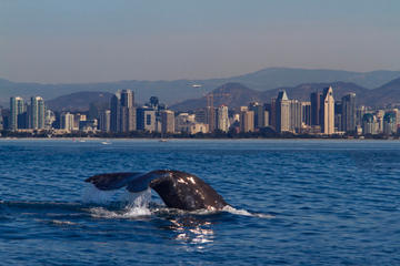 Whale Watching Adventure