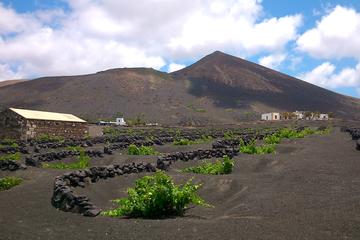 Lanzarote La Geria Vineyards Small-Group Half-Day Walking Tour