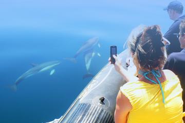Dolphin Watching and Cave Tour from Albufeira
