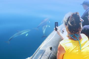 Dolphin Watching and Cave Tour from Vilamoura