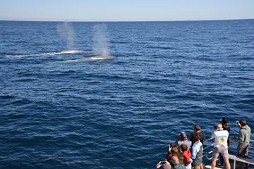 Blue Whale Perth Canyon Expedition