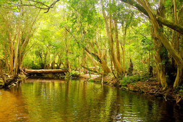 Private Half Day Tour: Exclusive World Heritage Rainforest and Waterfall Tour from Cairns