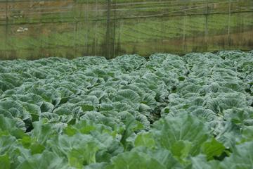 Cameron Highlands: Agro Delight Tour