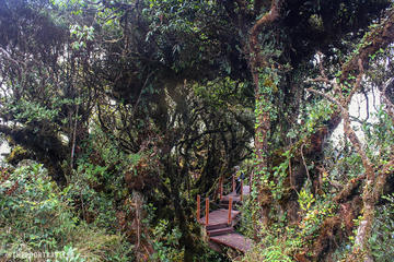 Cameron Highlands: Mossy Forest Discovery